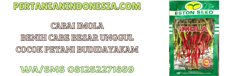 cabai,imola,f1,eston seed,imola f1